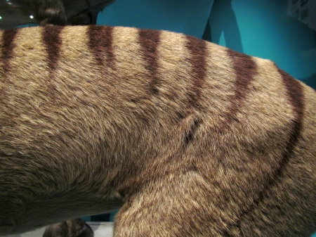 Tasmanian wolf fur - animal, exhibit, extinct, museum