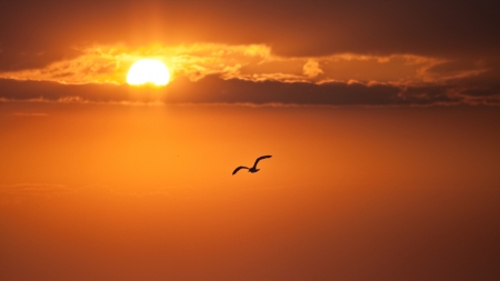 seagull flying in a glorious sunset - bird, sunset, orange, cluds