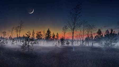 crescent moon over foggy forest - forest, dusk, moon, fog, stars