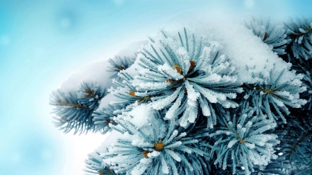 Frost on Fir - ice, winter, blue, serene, snow, frost, Christmas