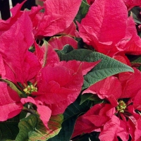 Pretty Poinsettias