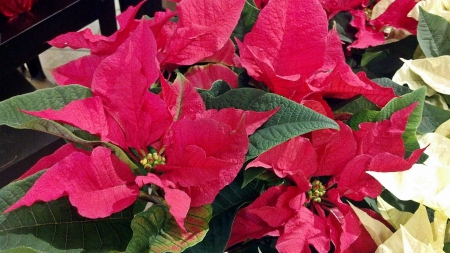 Pretty Poinsettias - pointsettia, pretty pointsettias, christmas flowers, christmas pointsettia