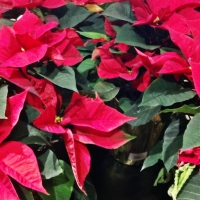 A Sea Of Poinsettias