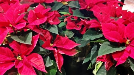 A Sea Of Poinsettias - pointsettia, pointsettias, red pointsettia, a sea of pointsettias