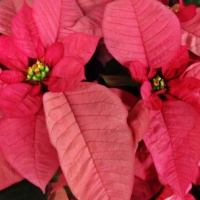 Pretty Pink Poinsettias