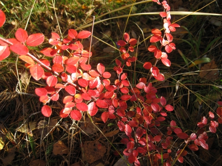 Colorful autumn - autumn, forest, red, bush, green, leaf