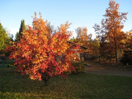 Colorful spindle tree