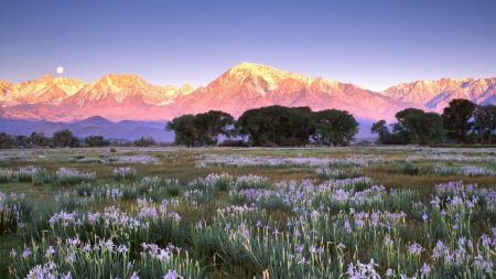 fields of wildflowers in front of a mountain range - moon, fields, mountains, flowers