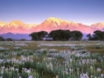 fields of wildflowers in front of a mountain range