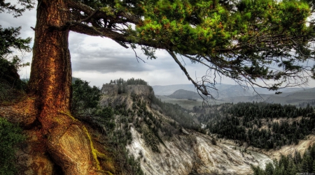 beautiful oak tree above a canyon hdr