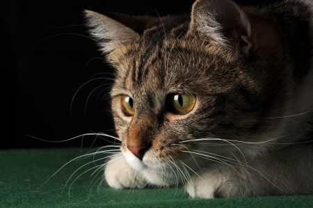 Cat - sleepy, cute, beautiful, cat, sleeping, kitty, cats, hat, cat face, paws, face, animals, pretty, beauty, sweet, kitten, lovely