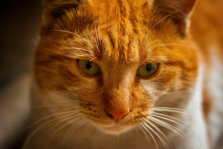 Cat - sleepy, cute, beautiful, cat, sleeping, kitty, cats, hat, cat face, paws, face, animals, pretty, beauty, sweet, kitten, lovely