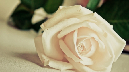 White Rose - white, still life, rose, flower