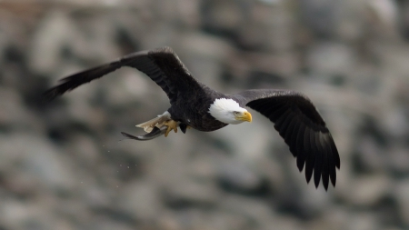 Flying Eagle - raptor, wildlife, fishing, nature, wilderness