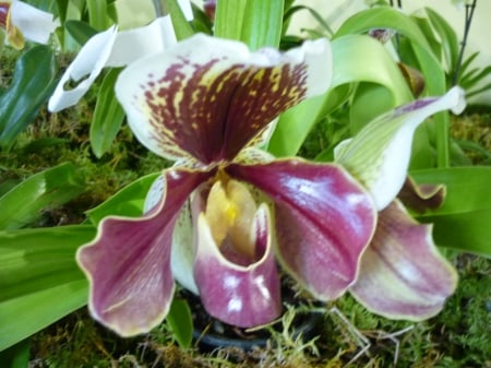 Flower festival - nature, madeira, flower, festival