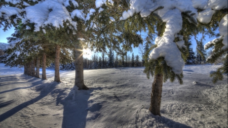 row of snow covered trees in winter hdr - branches, snow, winter, hdr, sunrise, tees