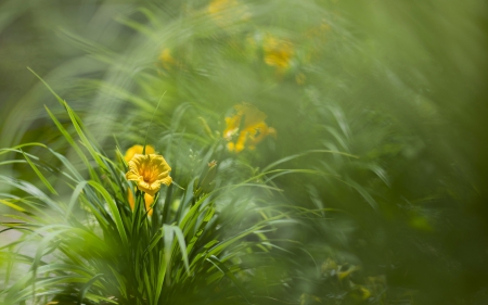 *** Yellow flowers on meadow *** - flower, meadow, flowers, yellow, nature