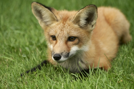 *** Red fox on field *** - red, summer, nimls, animal, field, fox