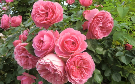 *** Pink roses on summer *** - summer, flower, roses, pink, flowers, nature