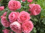 *** Pink roses on summer ***