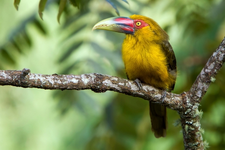 *** Summer bird *** - bird, birds, animal, summer, animals