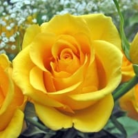 A YELLOW ROSE FOR YOU MONARCH