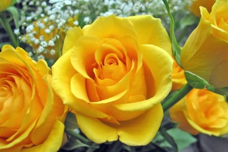 A YELLOW ROSE FOR YOU MONARCH - ROSES, BEAUTIFUL, FLOWER, YELLOW