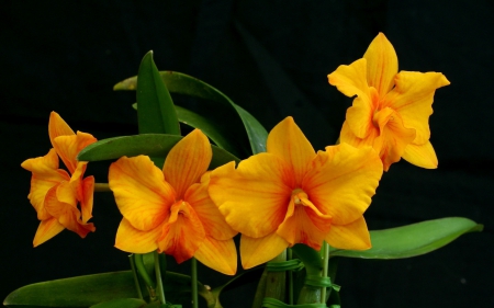 *** Orchids *** - flowers, animal, orchids, flower, animals