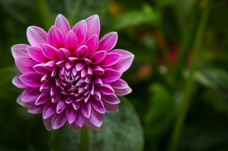 *** Purple Dahlia *** - flower, purple, flowers, dahlia, nature