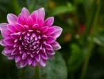 *** Purple Dahlia ***