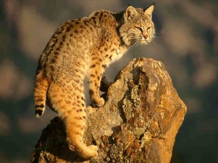 Bobcat - shines, lynx, on, sunlight