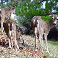 female deer