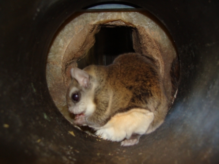 flying squirrel - narrow, burrow, eating, hidden