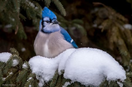 *** Bird on winter ***