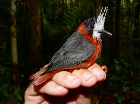 white plumed ant bird - species, hand, holds, rare