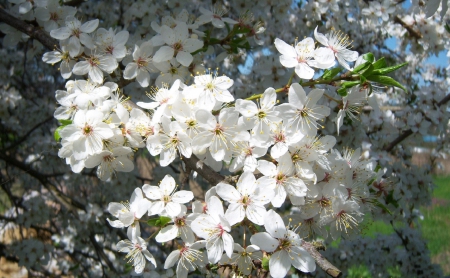 *** Flowering trees *** - flowers, trees, nature, flower, flowering