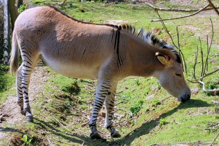 zebra/donkey - a, looks, like, guagga