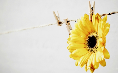 *** Yellow flower *** - flowers, gerberas, flower, nature