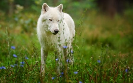 Arctic wolf - eyes, white, yellow, stands