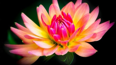 Pink Petals - nature, flower, petals, pink