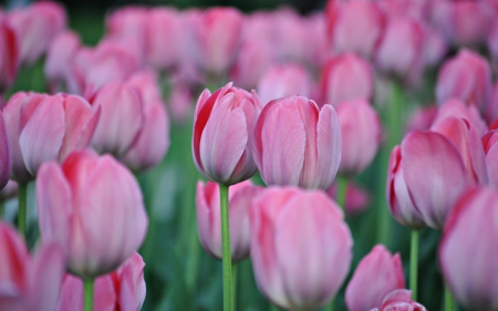 *** Pink tulips *** - flowers, flower, nature, tulips