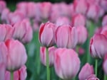 *** Pink tulips ***