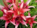 *** Amazing lilies ***