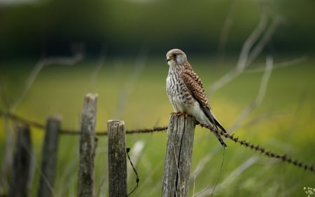 *** Falcon on the fence *** - nature, fence, falcon, meadow, bird