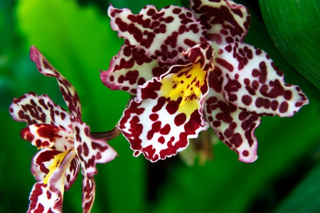 *** Orchids *** - flowers, flower, orchids, nature