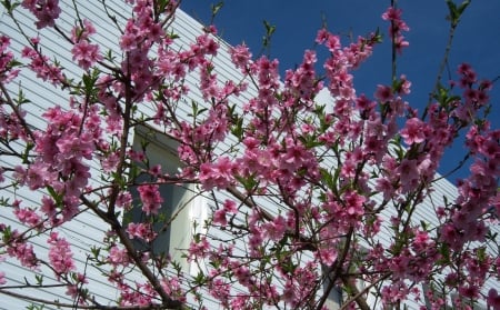 *** Blossoming branches of a tree *** - flowers, trees, nature, blossoming, flower