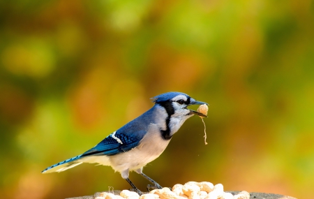 KingFisher - bird, KingFisher, fly, beak