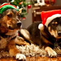 Christmas dogs