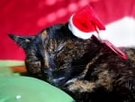 Christmas cat