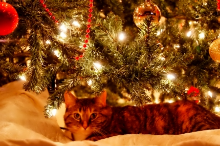 Christmas cat - pretty, cat face, sleepy, paws, kitten, cats, face, sleeping, hat, beautiful, beauty, lovely, sweet, cat, cute, animals, kitty